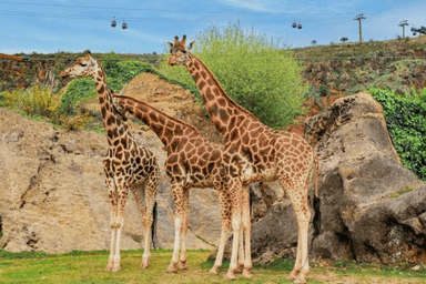 CANTABRIA Mas Parque Cabárceno Dos Noches desde 114€ / Fecha mas economica Septiembre / Se admiten mascotas - BuscoUnChollo