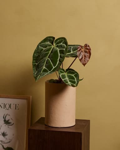 25% de remise sur une sélection de plantes Anthuriums - PLNTS