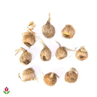 Lot de 10 bulbes de Crocus Safran - Willemse