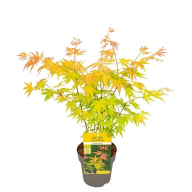Erable du Japon - Plusieurs Variétés, Pot Ø15cm - Truffaut
