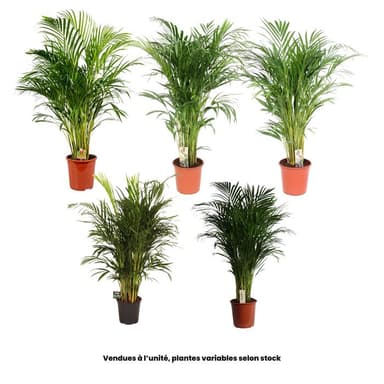Plante Aréca - 120/130cm - Truffaut