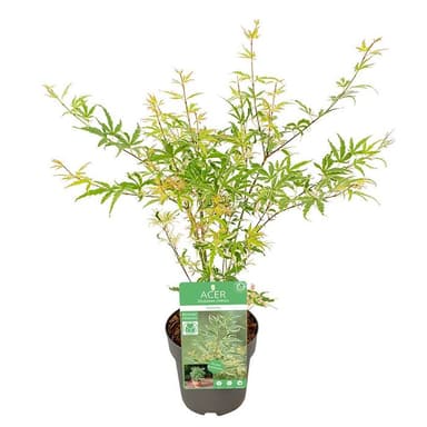 Erable du Japon - Plusieurs Variétés, Pot Ø15cm - Truffaut
