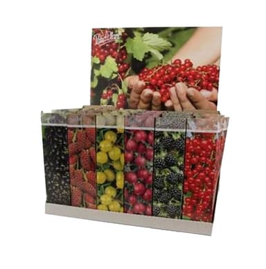 Arbuste fruitier - Norma