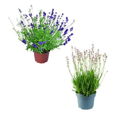 Pot de Lavande/Salvia duo ”Salgoon-Lake Série” - 25/30 cm - Norma
