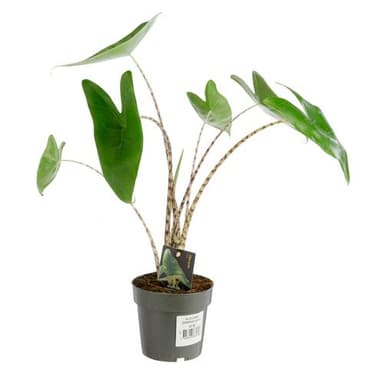 Alocasia zebrina - Ø 14 x H 50cm - Botanic