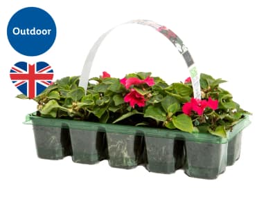 British Bedding Plants 10 pack - Lidl