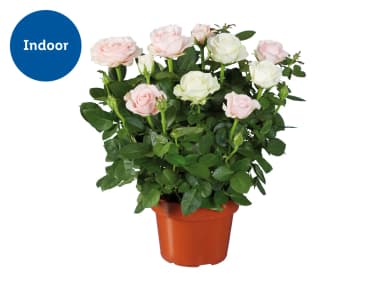 2-tone growing Rose Duo in 14cm pot - Lidl