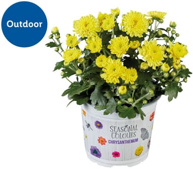 For autumn: Chrysanthemum Plant (Potted) in Various Colours - 13cm Pot - Lidl