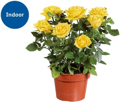 Potted Rose Plant - Lidl