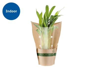 Air Purifying Plants - Lidl