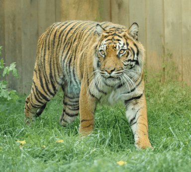 London Zoo - Family Flexi Pass - Planet Offers