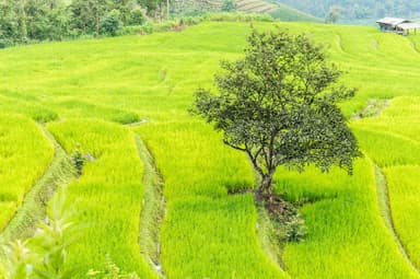Return Flights from London to Chiang Mai (CNX), Thailand from £386 (November Dates) Checked Bag & Hand Luggage Incl. - Skyscanner