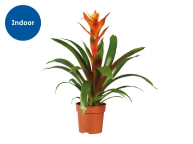 Bromelia Tropical Plant - Height: 41-52cm - Lidl