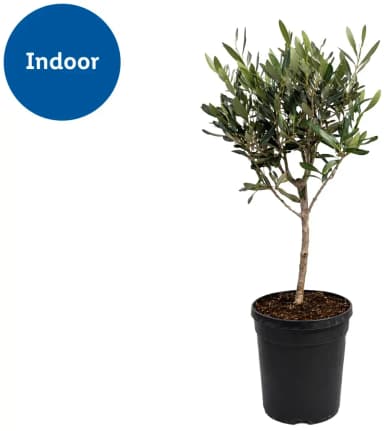 Olive Tree - Lidl