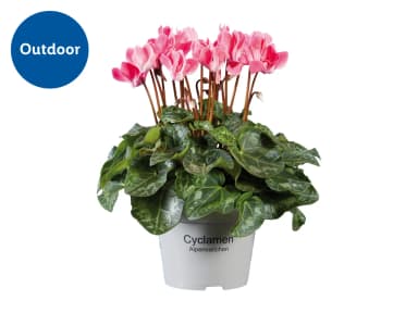 For autumn & winter - Cyclamen / Celosia (edible flowers) for £3.49 - Lidl