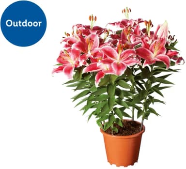 Fragrant Oriental Lilies for Outdoor Planting - Lidl