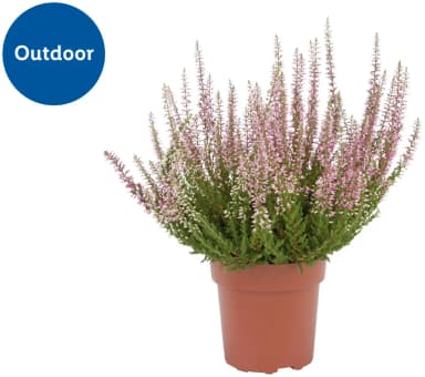 Autumn Heather Outdoor Plant (Calluna, 12cm Pot) - Lidl
