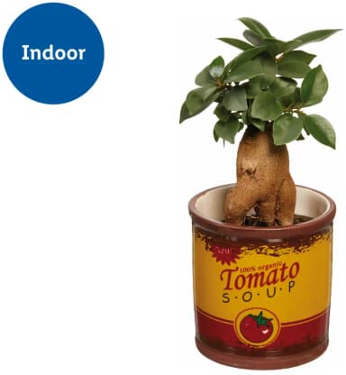 Plant in Mini Bucket - Lidl