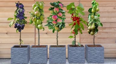 Dwarf Patio Fruit Tree Collection - 3 Potted Plants - Sold by Thompson and Morgan - Groupon
