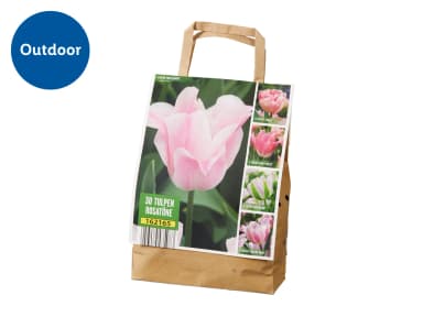 30-pack Tulip Bulbs in various colours - for Outdoor planting - Lidl