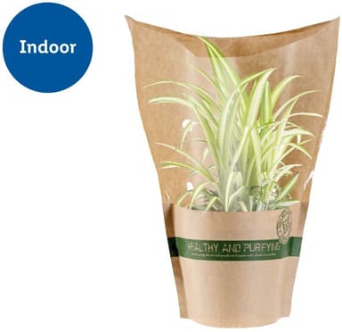 Air Purifying Plant - Lidl