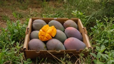 CrowdFarming - 5kg BIO Mangos [NK/10€ KwK] 3,94€/kg // 5,94€/kg ohne KwK - CrowdFarming