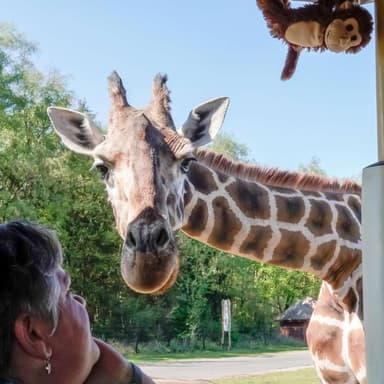 2 Nächte Lüneburger Heide + 2 Tagestickets Serengeti Park Hodenhagen: 4*S Heide Kröpke inkl. Frühstück & 1x Dinner ab 278€ für 2 Personen - Travelcircus