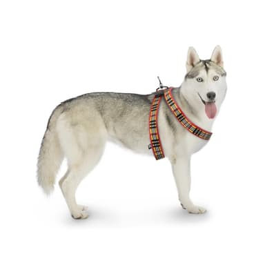 Amazon: Fancy Pets Arnés Berrydog Color Rojo Tamaño Grande para Perro - Amazon