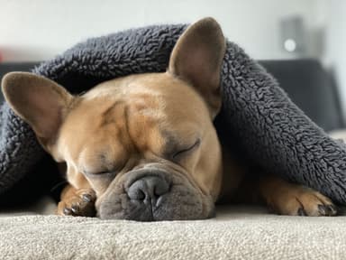 Nuuvem Brasil: Sleeping Dogs Definitive Edition steam key - Nuuvem